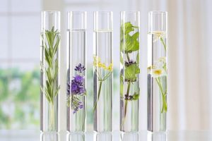 hoa my pham duoc my pham