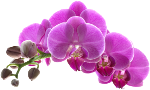 Dịch vụ Nail - LandingPage 4 flower_1_3 2